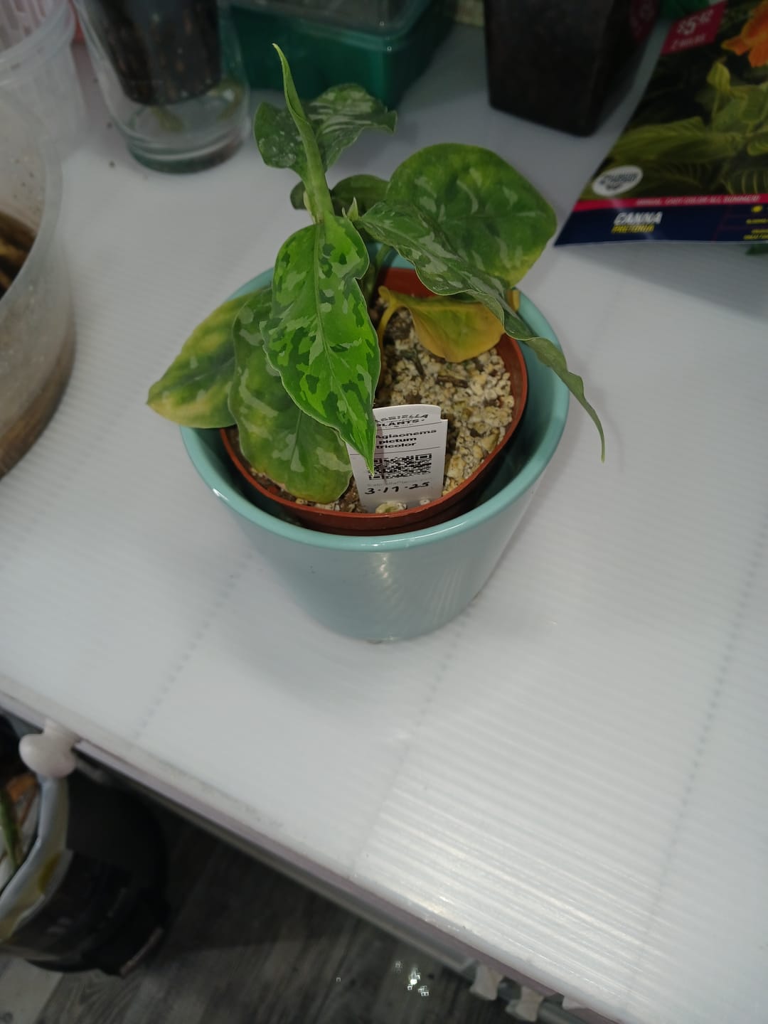 Customer photo review of Aglaonema pictum tricolor