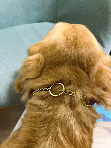 Customer photo review of Biothane Martingale Dog Collar