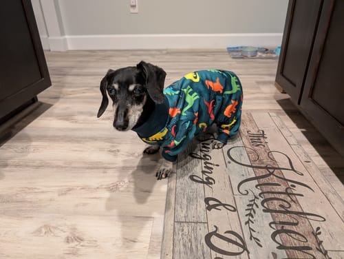 Customer photo review of Dog Pajama - Dinosaurs