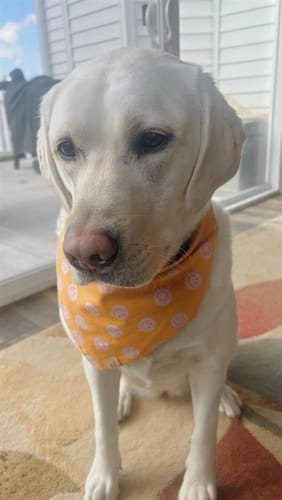 Customer photo review of The Ralph Bandana 3.0