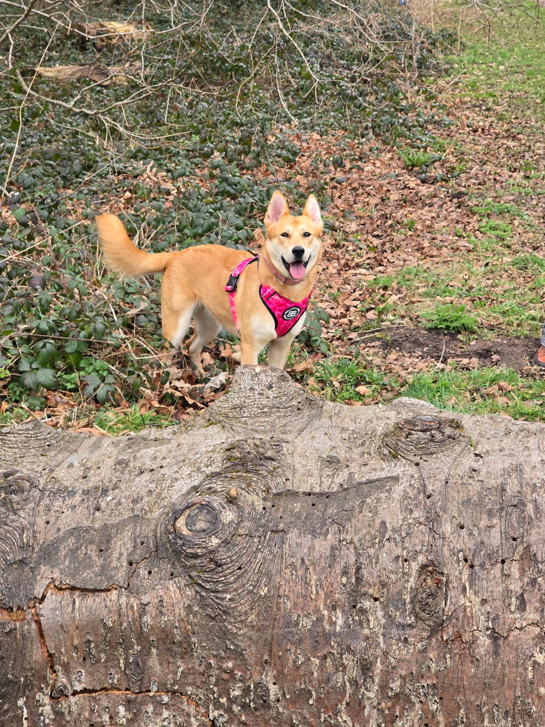 Customer photo review of Comfort Premium Harness | Non Restrictive - Bubblegum