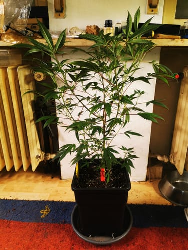 Customer photo review of Hanfstecklinge | Frozen Black Cherry