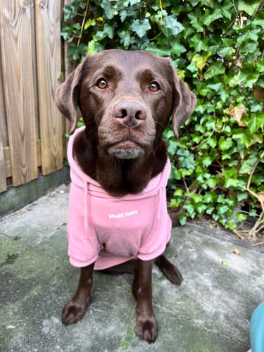 Customer photo review of Essential Dog Hoodie - Dusty Pink