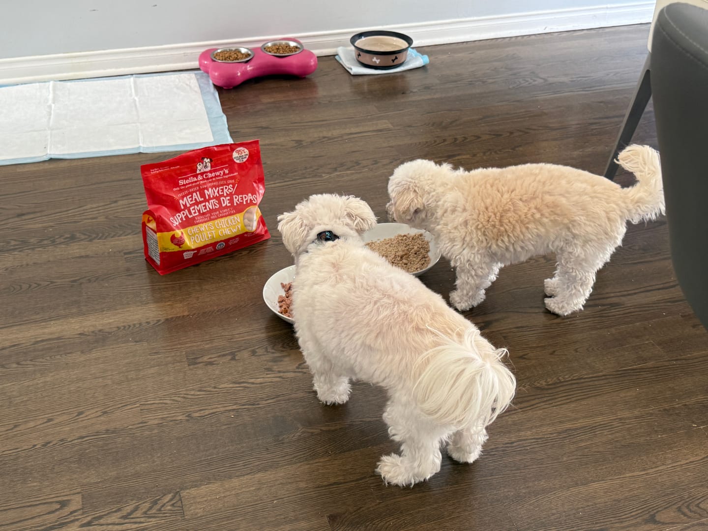 Customer photo review of Stella & Chewy's - Meal Mixers pour chien