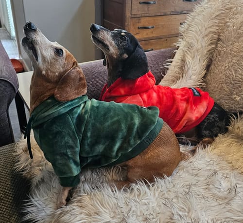Customer photo review of Velvet Dog Hoodie - Emerald Green