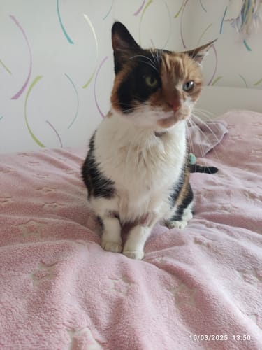 Avis photo d'un client sur Pâtée Chat Adulte Insuffisance Rénale - Poulet