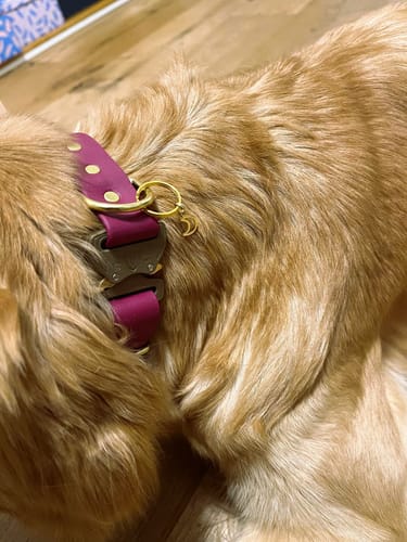 Customer photo review of Adjustable Biothane Quick Release Dog Collar