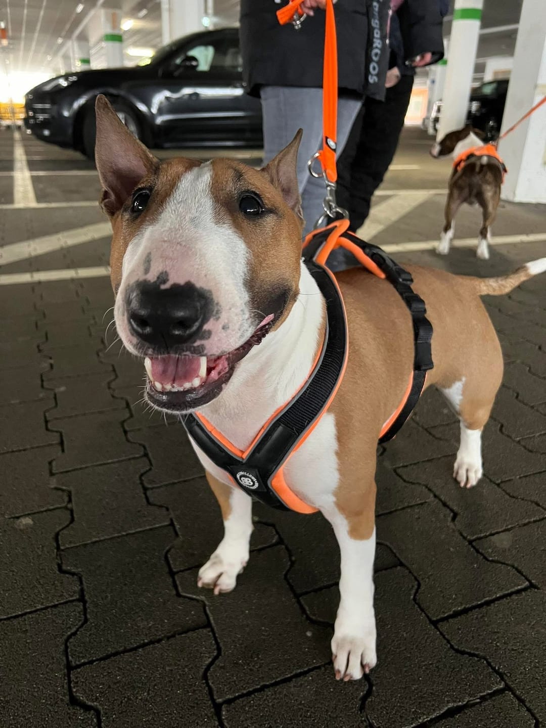 Customer photo review of Training Double Ended Dog Lead | 2m Length -  Orange