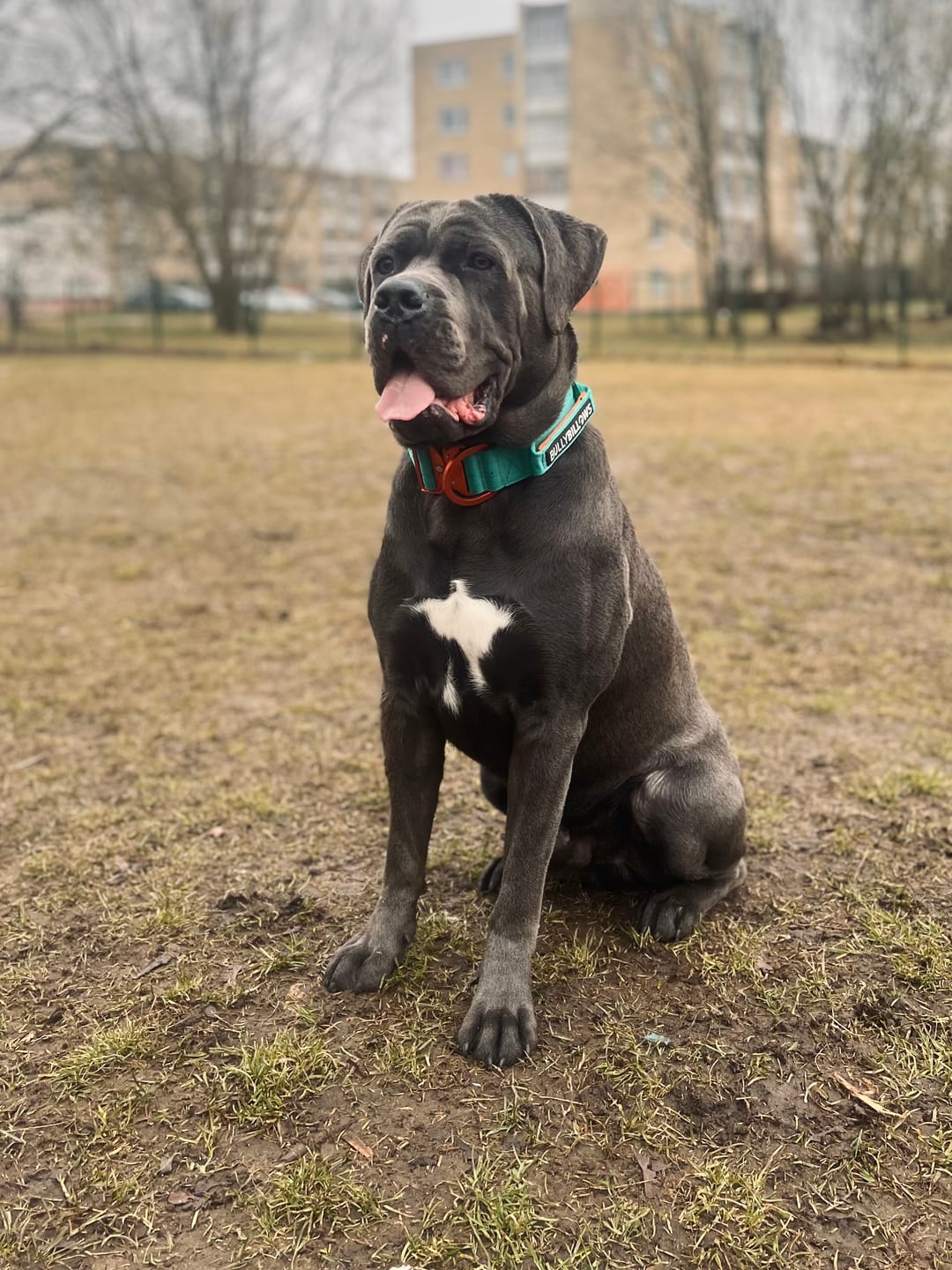 Customer photo review of 5cm Lighter Combat® Collar | With Handle Secure Clip - Turquoise x Orange