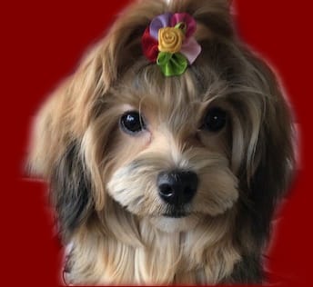 Customer photo review of Functional Seasonings Trio