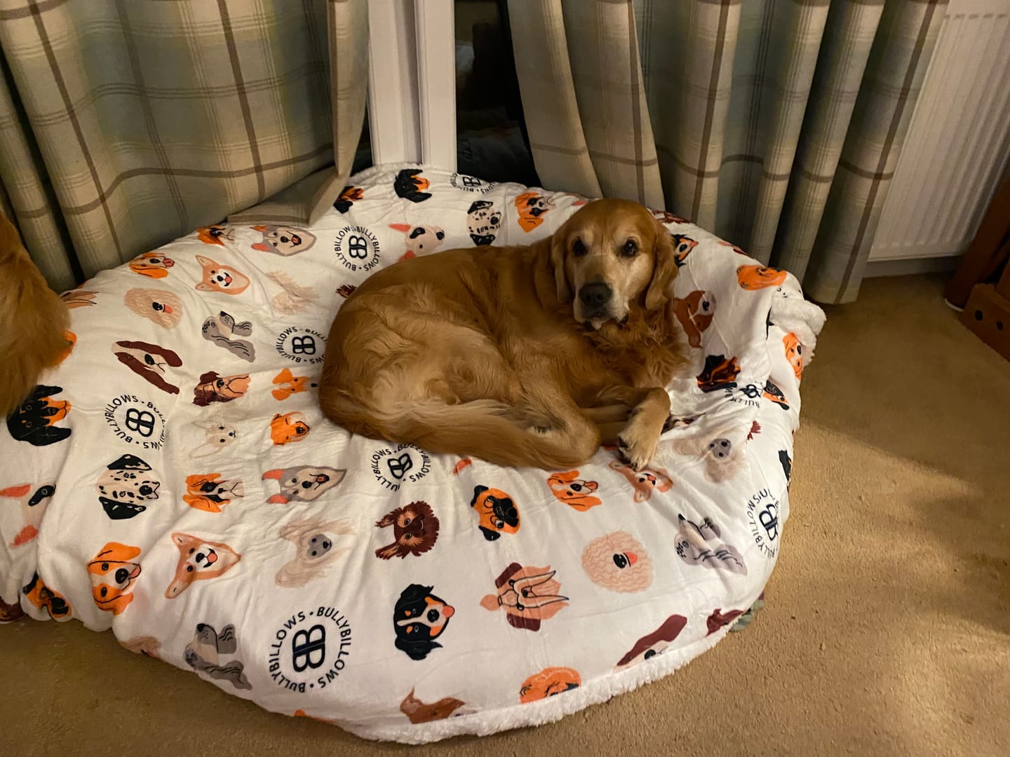 Customer photo review of Luxury Dog & Human Blanket