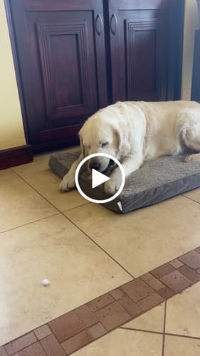 Customer video review of 6 Inch Thick Bully Stick