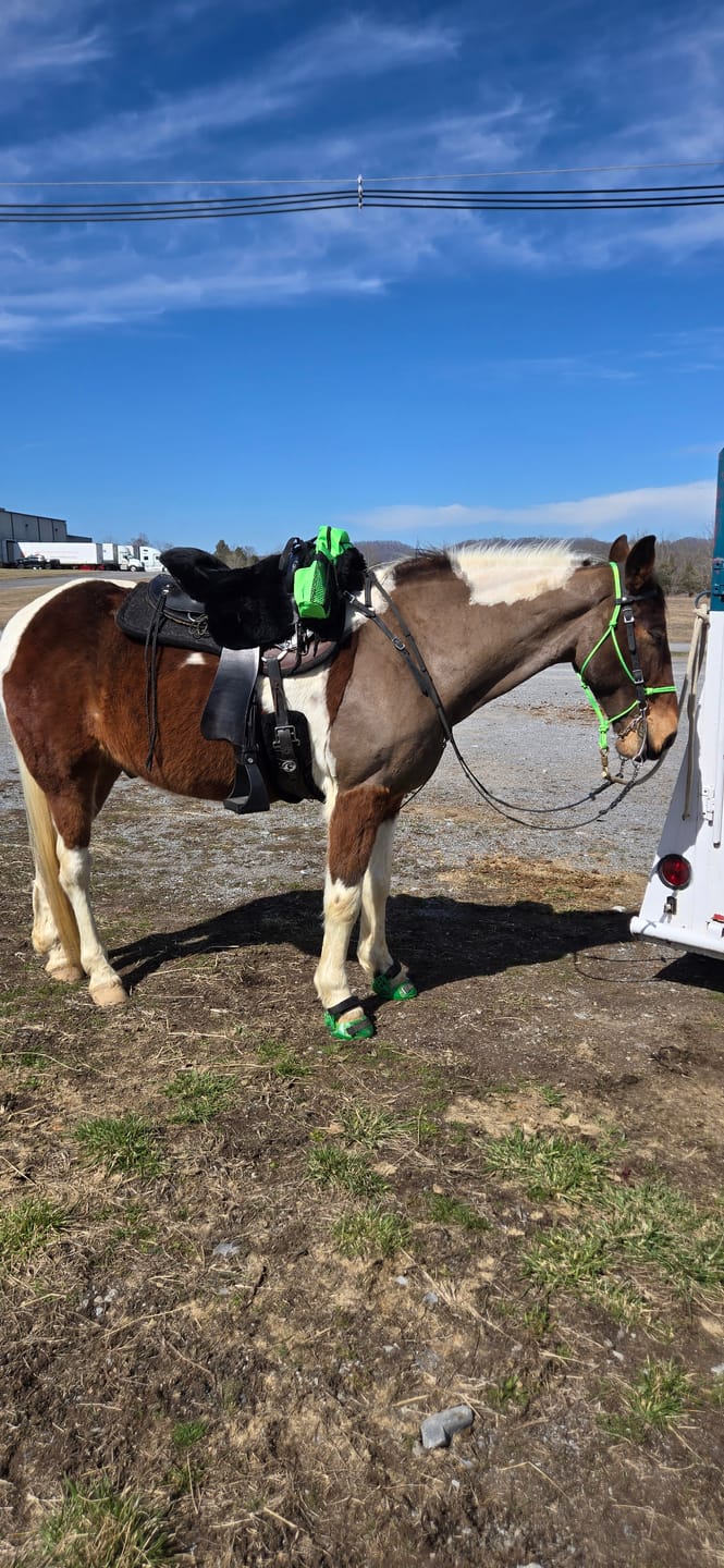 Customer photo review of Classic Captivator Swap