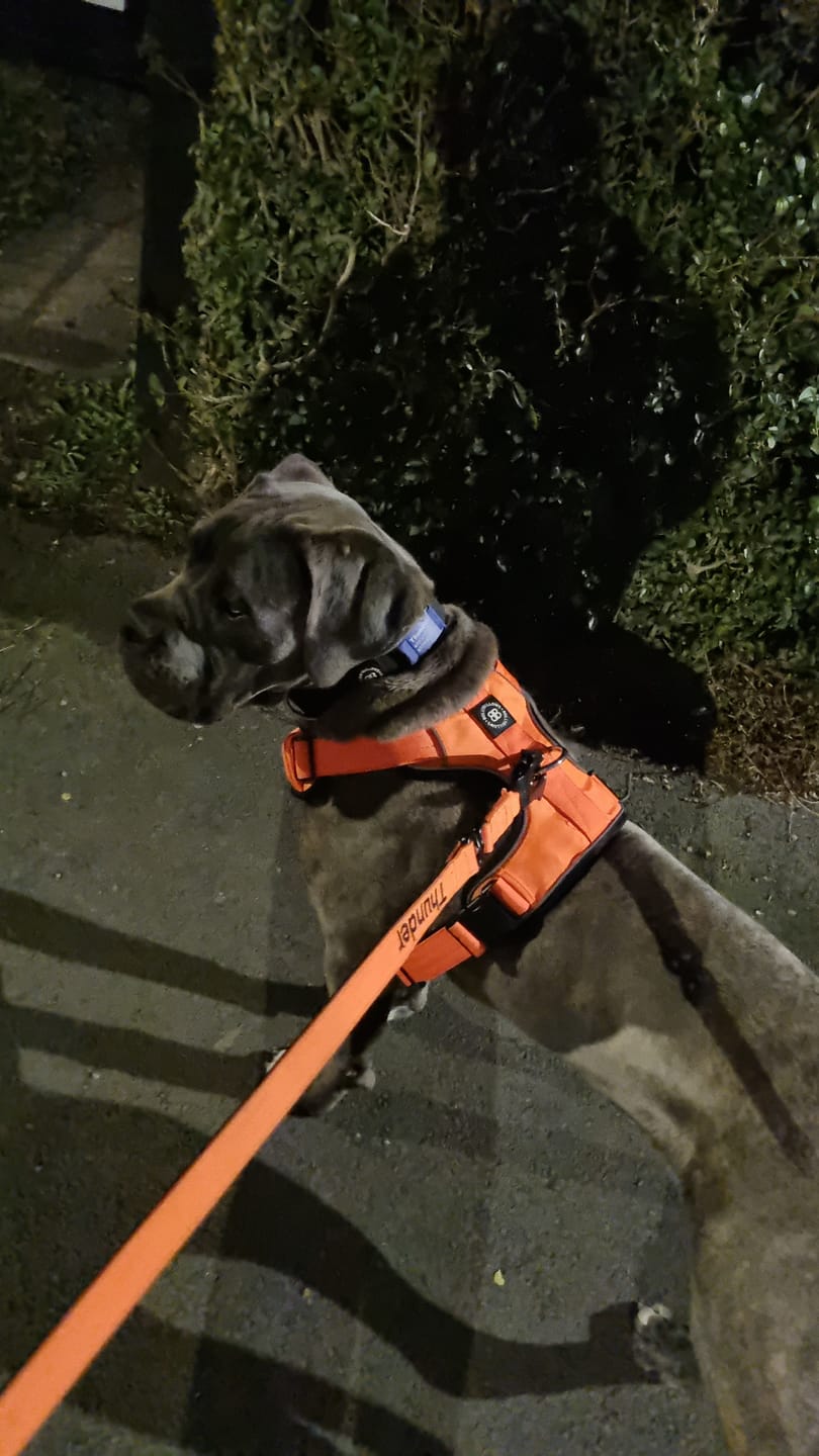 Customer photo review of Comfort Premium Harness | Non Restrictive - Orange