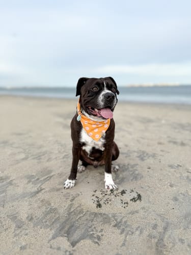 Customer photo review of The Ralph Bandana 3.0