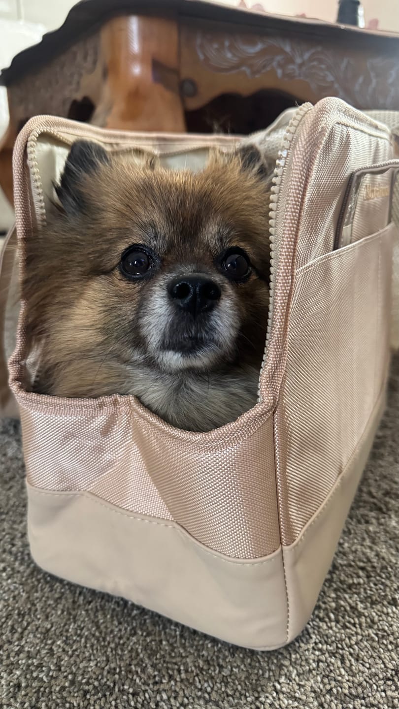 Customer photo review of Beige Pet Tote Bag