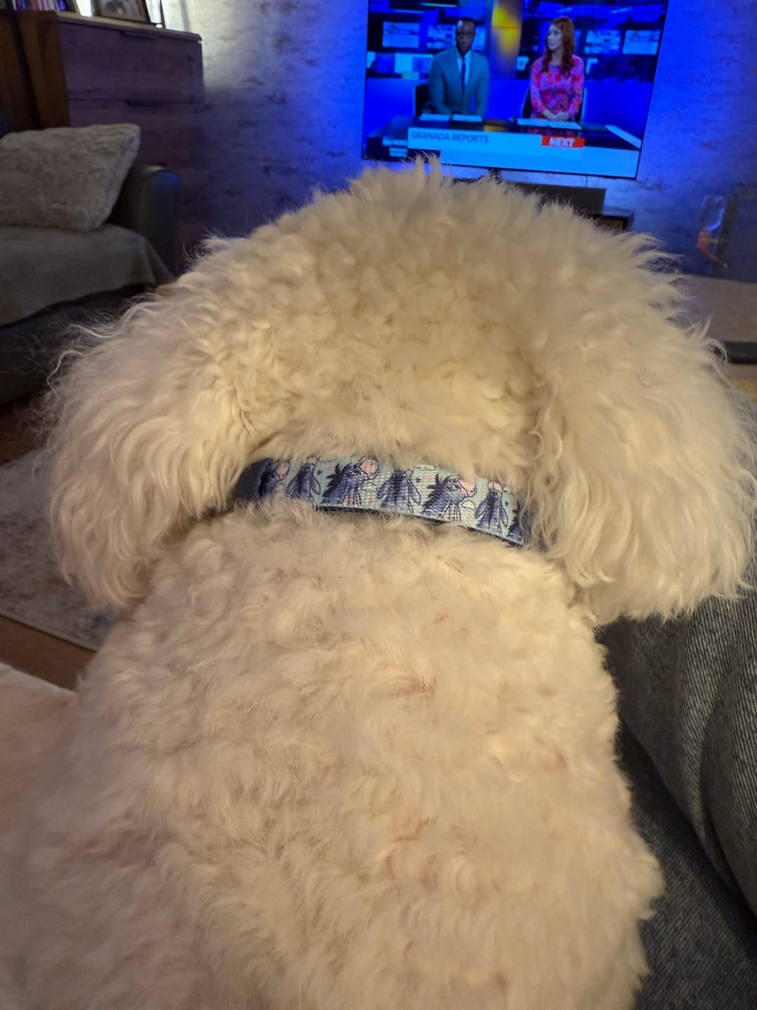 Customer photo review of Disney© Collar - Eeyore