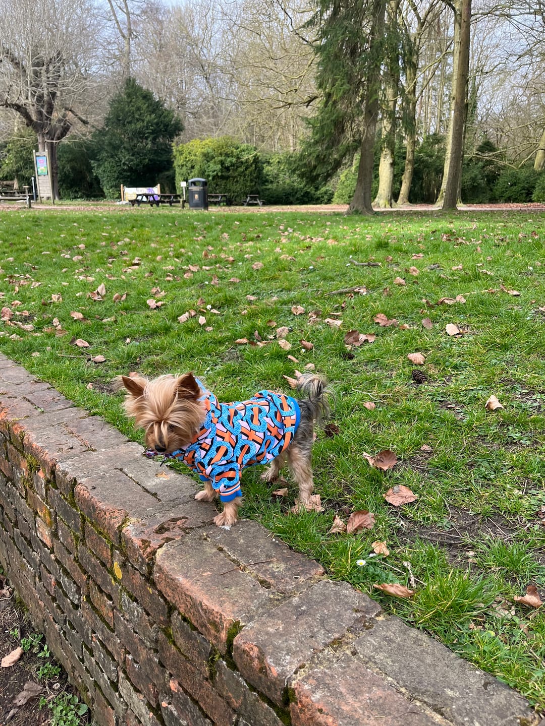 Customer photo review of Candy Crush Dog Hoodie Sweater