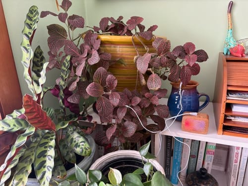 Customer photo review of PlantWave