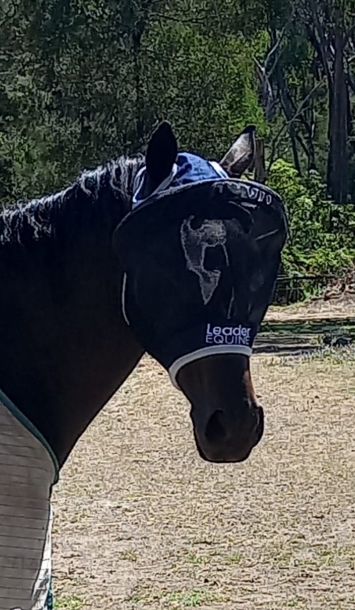 Customer photo review of LE Outback Flymask Original