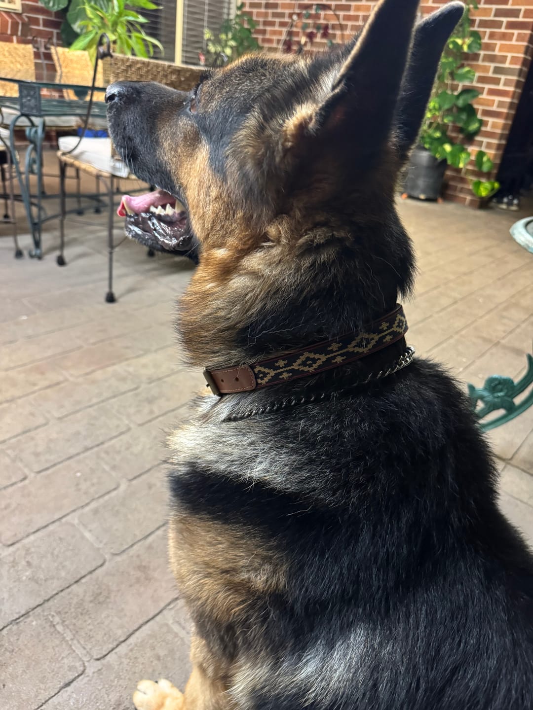 Customer photo review of Guarda Pampas Leather Dog Collar (Blue/Red)