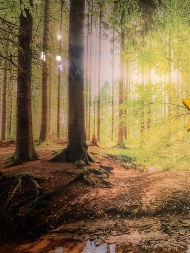 Customer photo review of Acrylglasbild | Wald mit Sonnenstrahlen | Hochformat