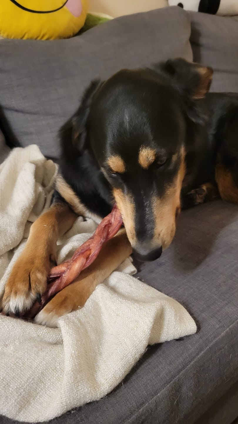 Customer photo review of 12 Inch Monster Braided Bully Stick