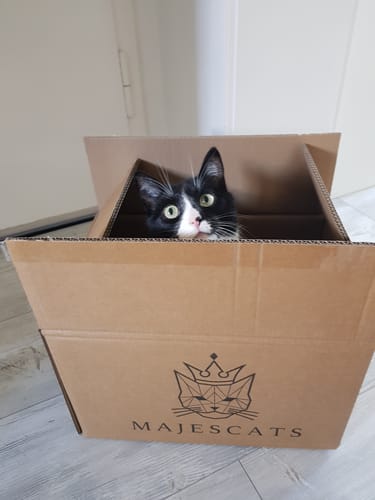 Customer photo review of Naturreines Katzenstreu