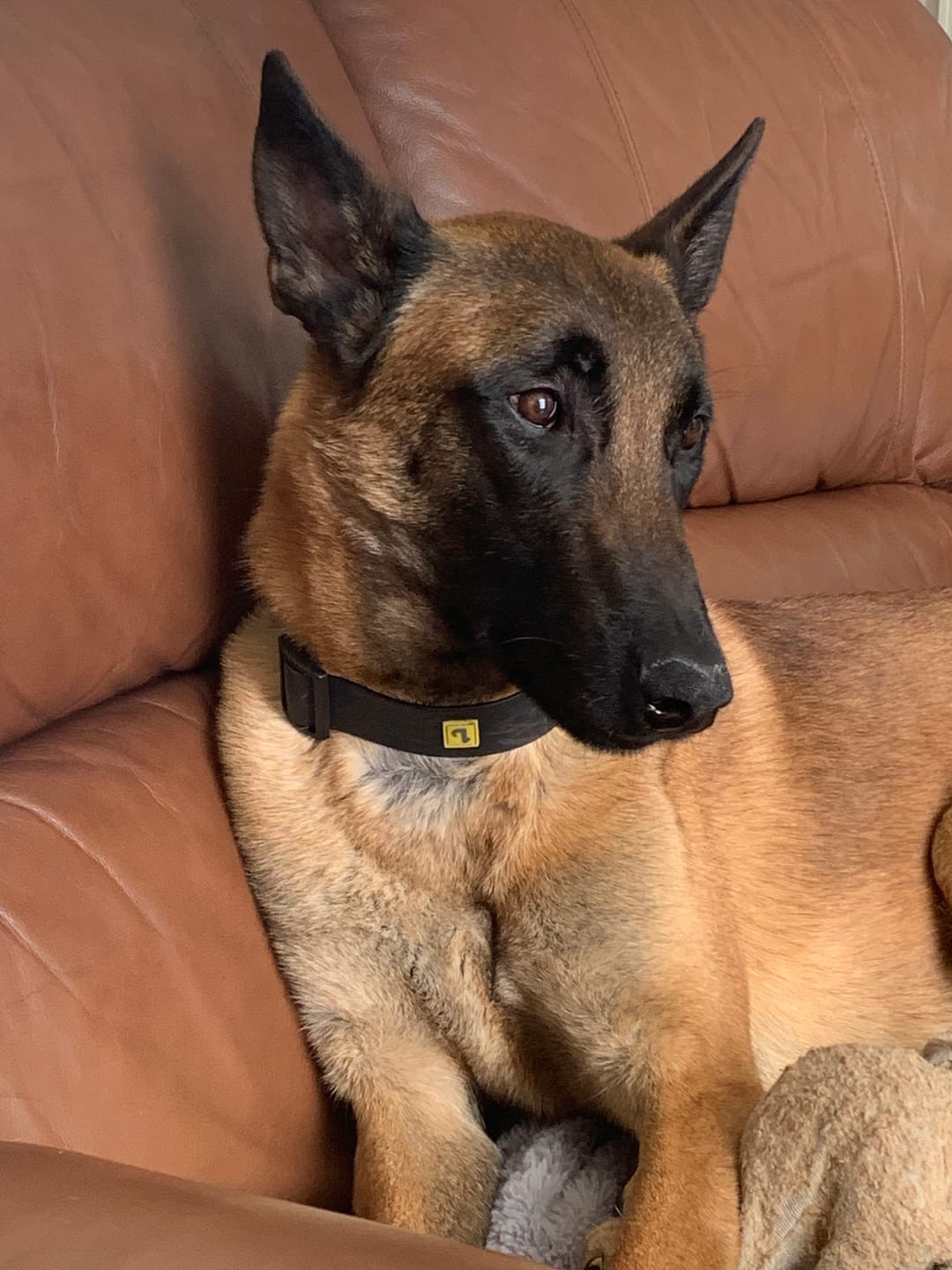 Customer photo review of Inukshuk - Nourriture pour Chiens d'entrainement et performant