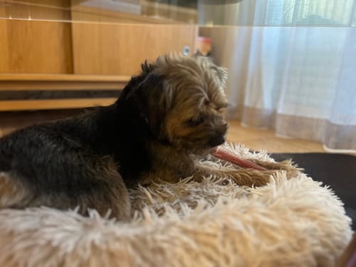 Customer photo review of Bully Sticks | Beef Pizzle