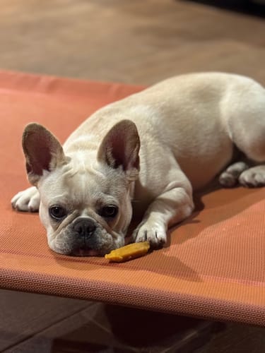 Customer photo review of Pumpkin Yak Chews