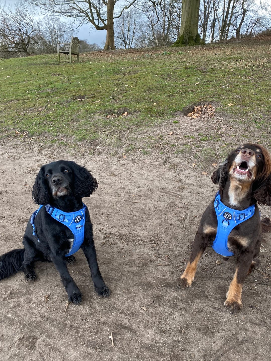 Customer photo review of Tough Trails™ Harness - Walkies Ready® Cornflower Blue