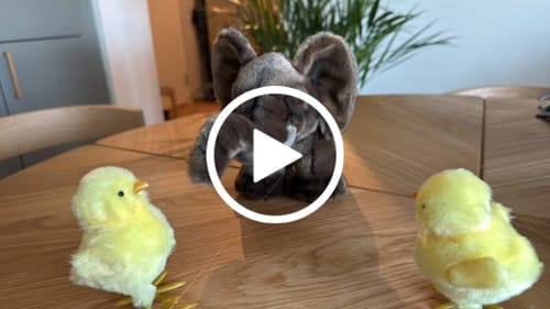 Customer video review of Hansa Creation 15cm Elephant