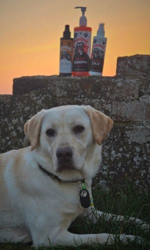 Customer photo review of Flea and Tick Dog Shampoo with Neem Oil