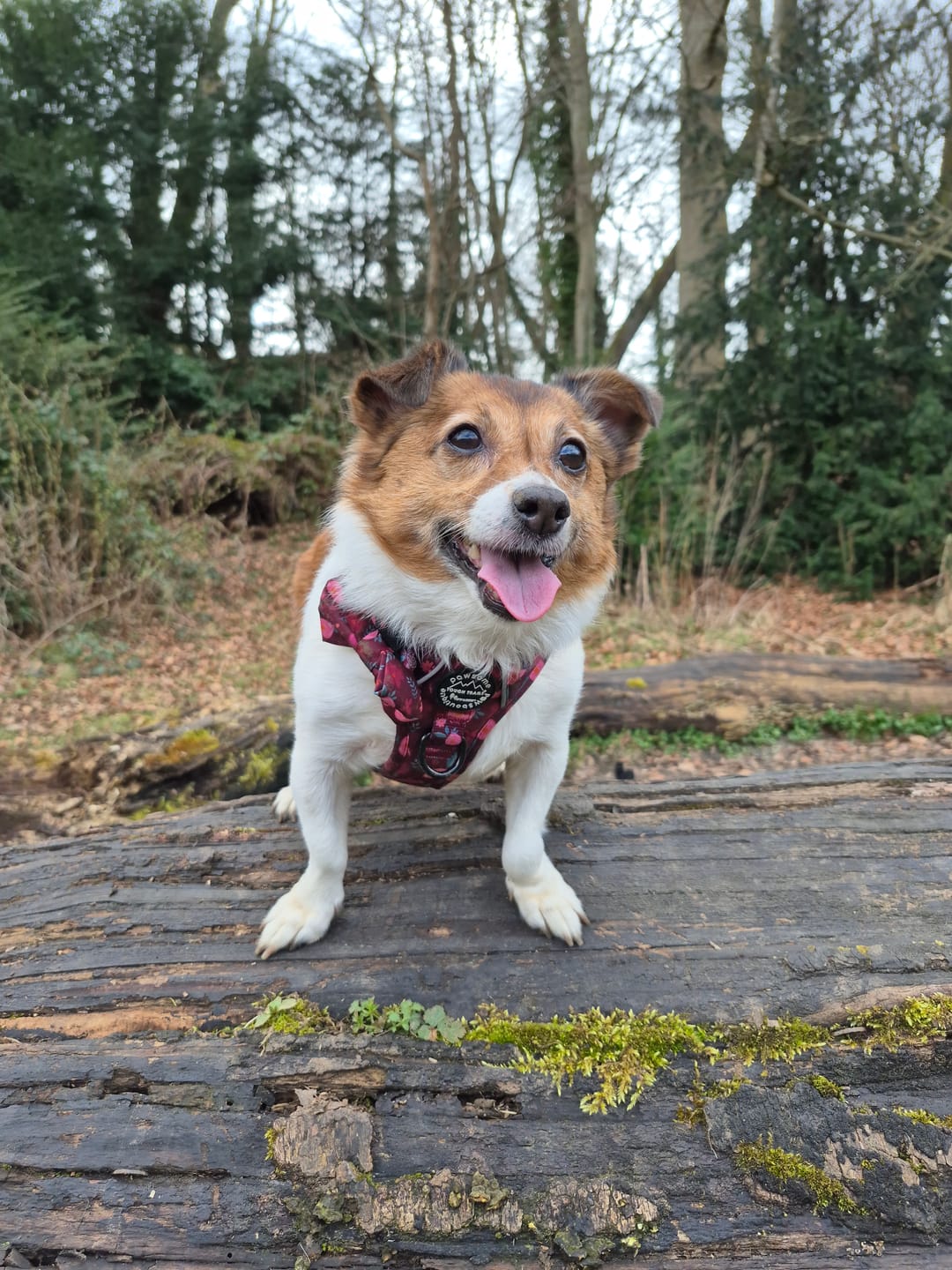 Customer photo review of Tough Trails™ Harness - Mable's Meadow