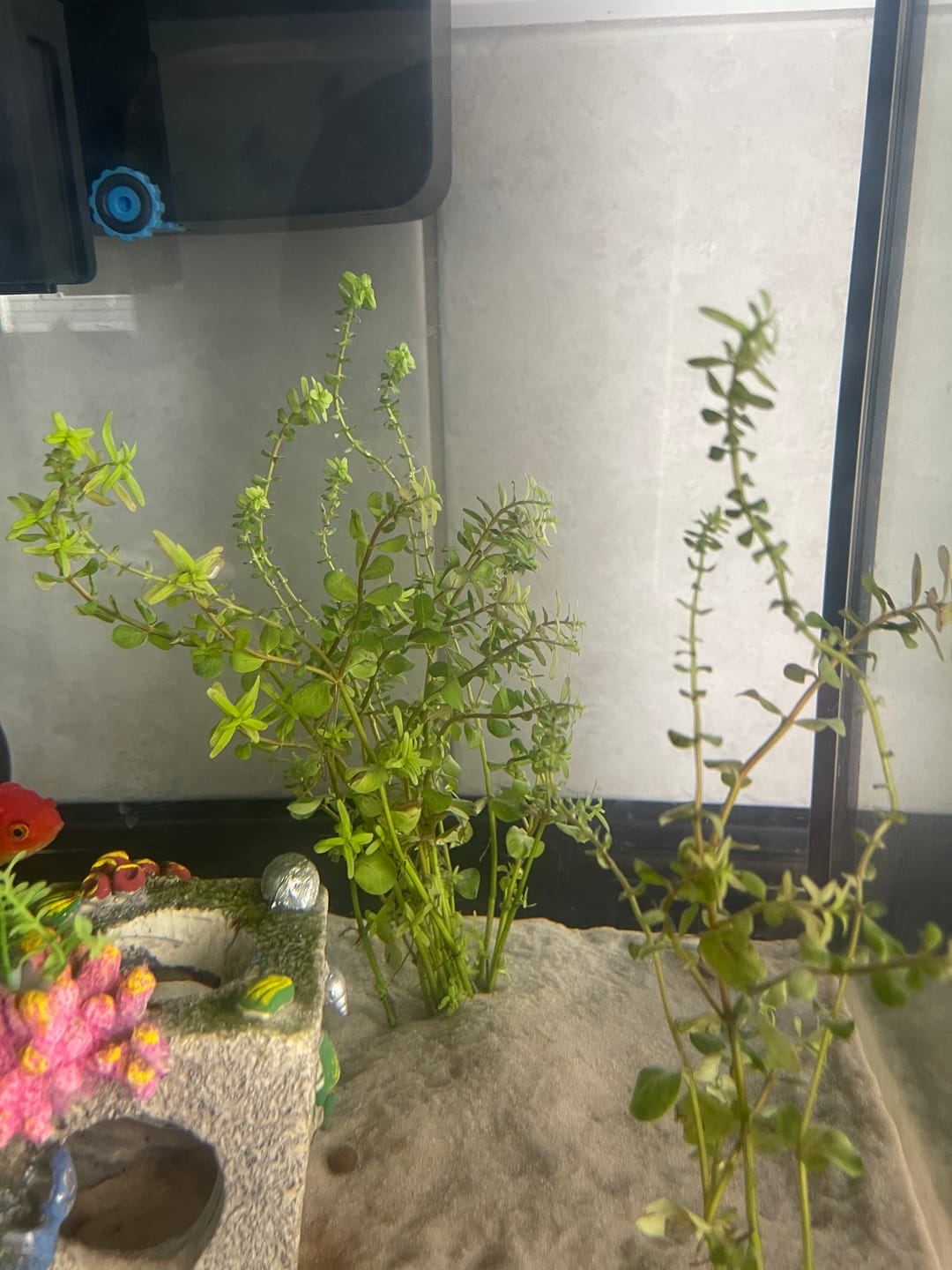 Customer photo review of Rotala Rotundifolia