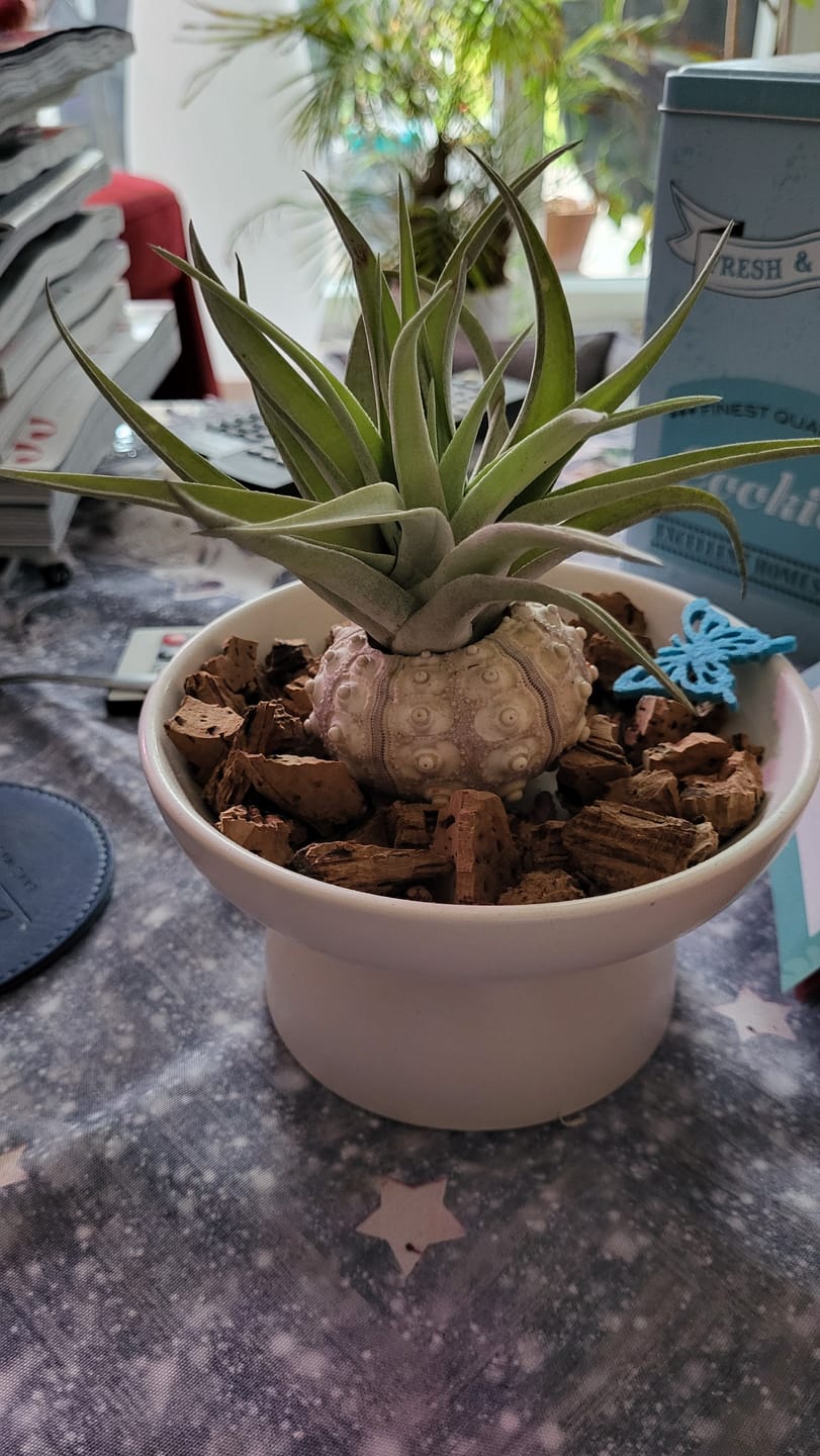 Customer photo review of Tillandsia harrisii