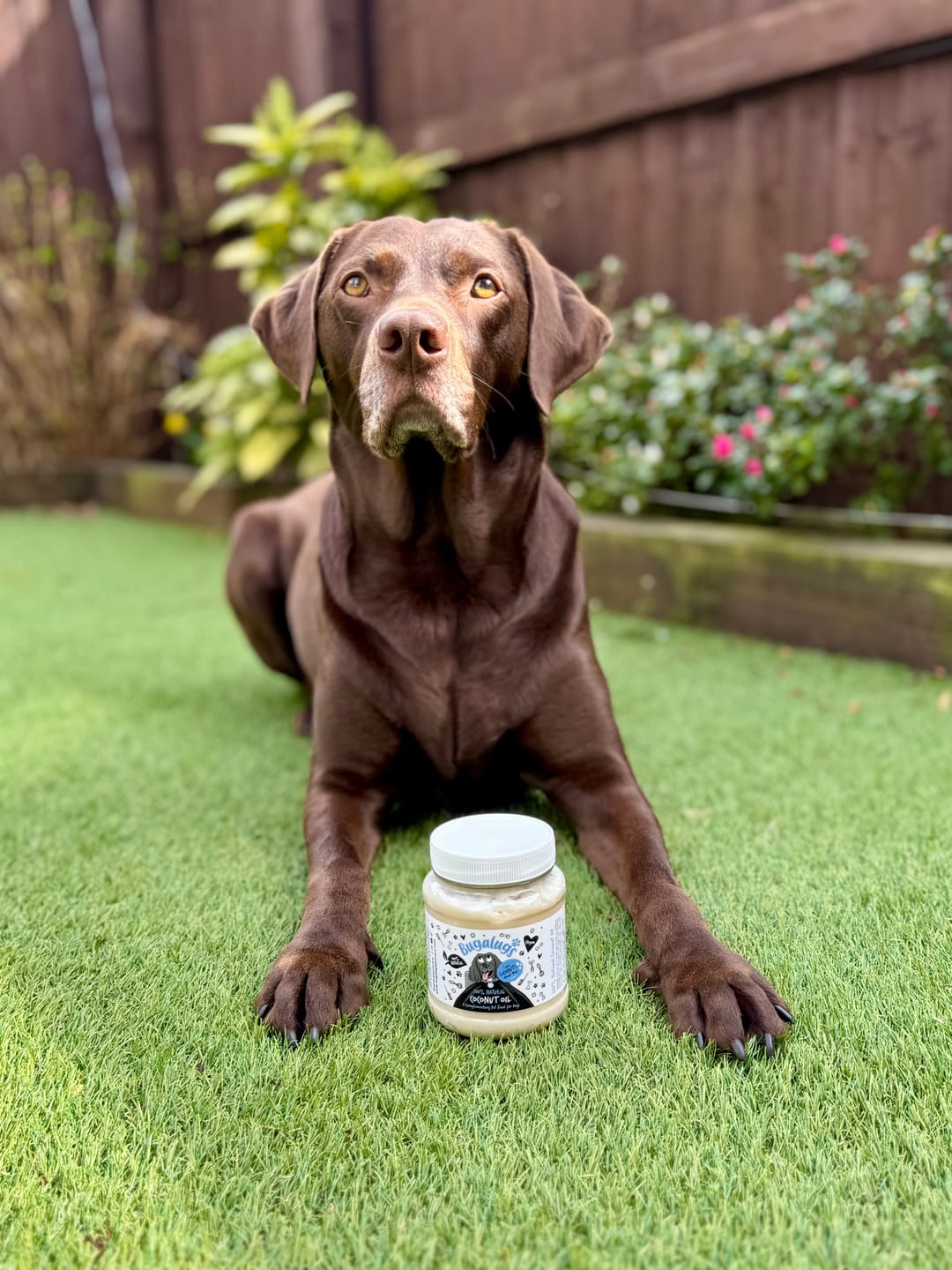 Customer photo review of 100% Natural Coconut Oil for Dogs