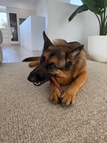 Customer photo review of Bully Sticks | Beef Pizzle