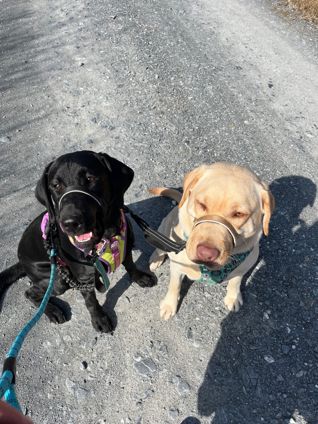 Customer photo review of Disney© Tough Trails™ Harness - Buzz Lightyear