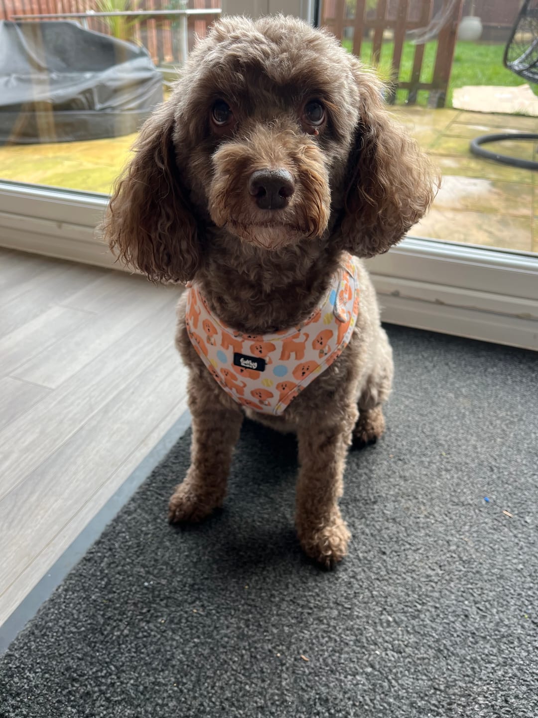 Customer photo review of Adjustable Dog Harness - Curly Club Collection