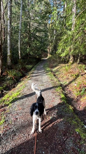 Customer photo review of Biothane Long Line with Detachable Handle