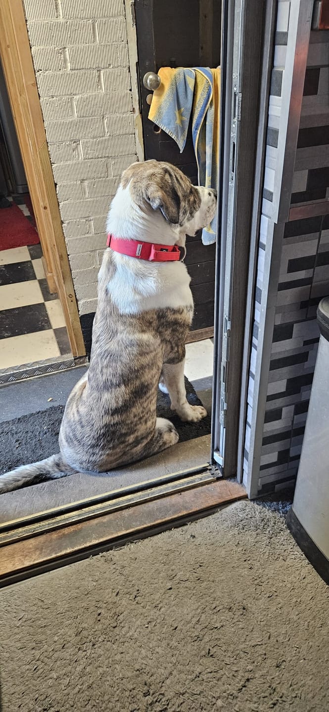 Customer photo review of 5cm Combat® Collar | With Handle & Secure Clip - Red