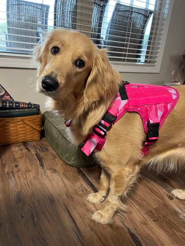Customer photo review of Classic Heavy-Duty Tactical No-Pull Team K9™ Dog Harness With Front & Back D-Rings, Quick-Release Metal-Buckles, Hook & Loop Panels, & Top Handle