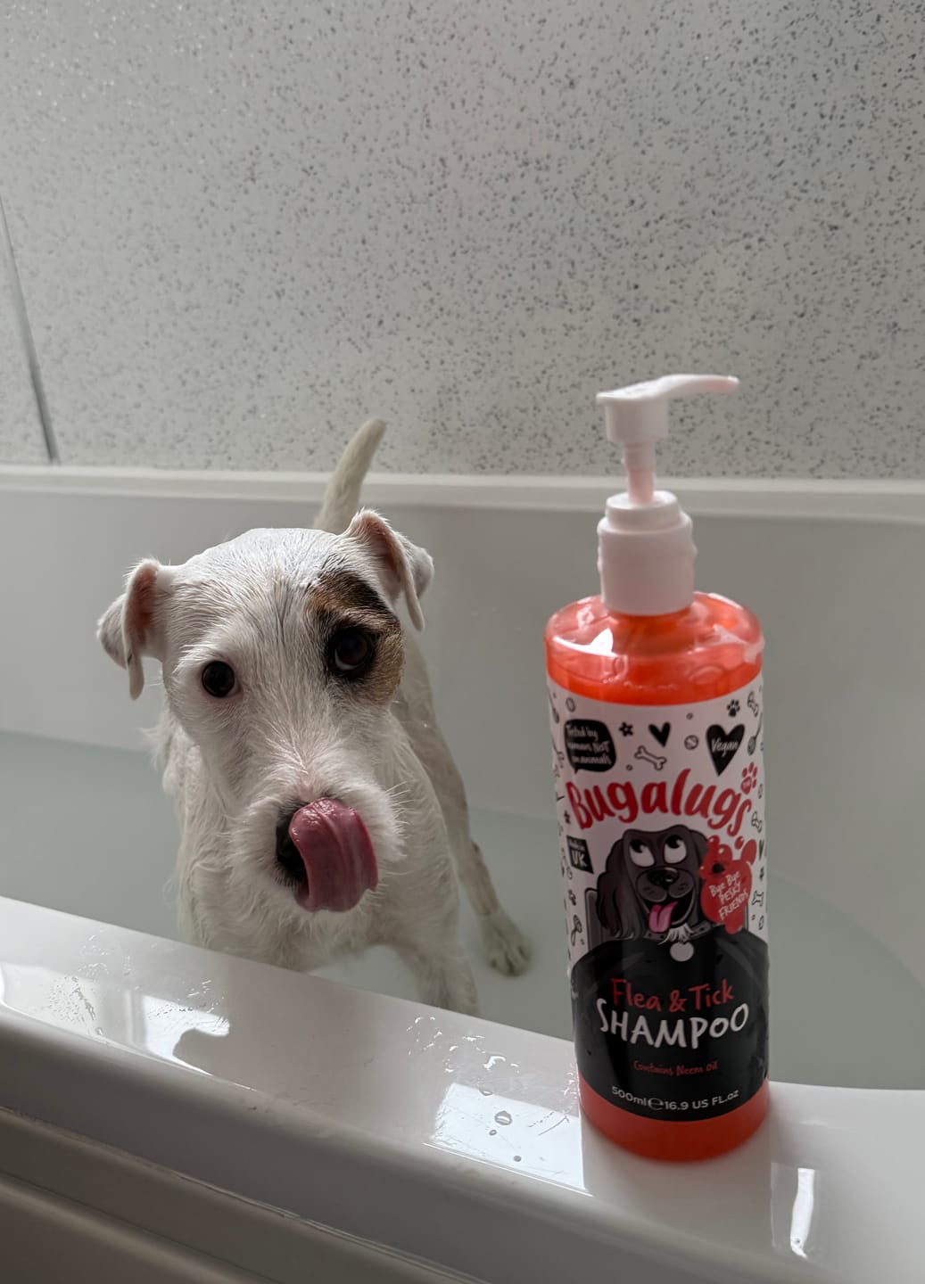 Customer photo review of Flea and Tick Dog Shampoo with Neem Oil