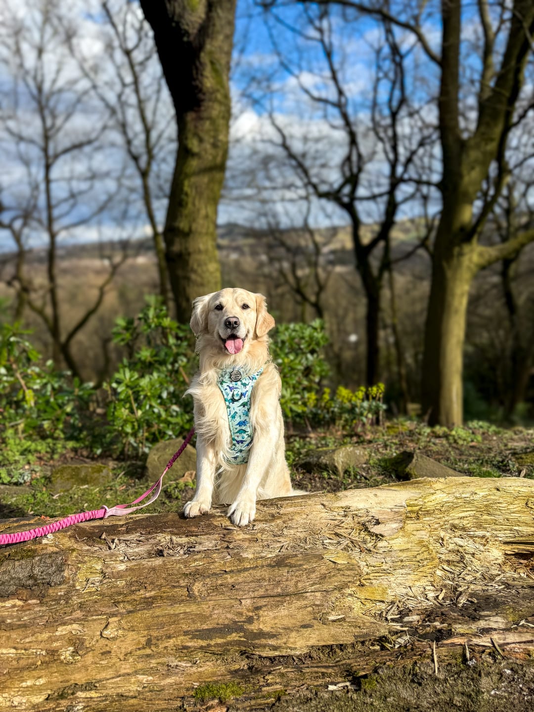 Customer photo review of Tough Trails™ Harness - Dinky Dino