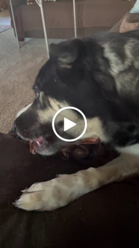 Customer video review of Smoked Beef Marrow Bone