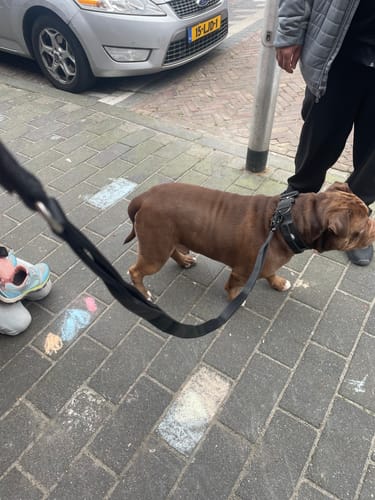 Gwendolyn B. review of Ladder Combat® Multiple Handles Lead - Black image 1 out of 2