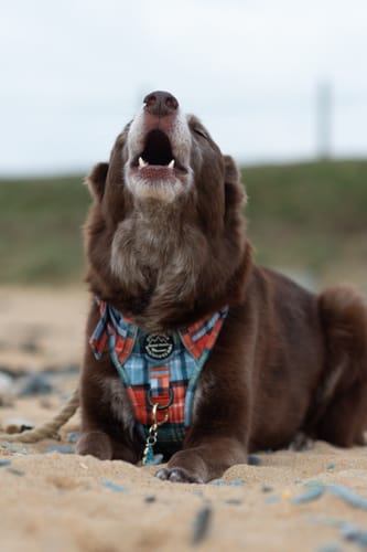 Customer photo review of Tough Trails™ Harness - Harvest Plaid