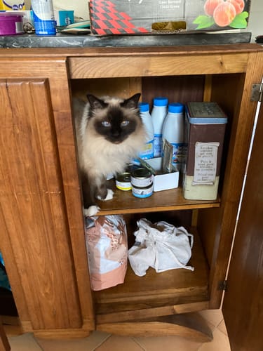 Avis photo d'un client sur Croquettes Chat Stérilisé Sans Céréales - Poulet